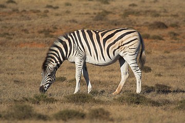 Image showing zebra on plain