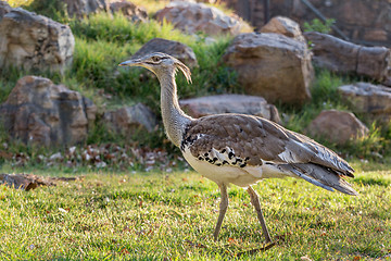 Image showing Kori Bustard