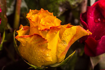 Image showing Rose