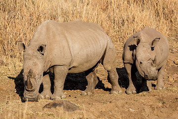 Image showing Rhinos grazing