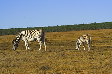 Image showing zebras outing