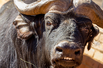 Image showing Smiling buffalo