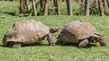 Image showing Sulcata Tortoise