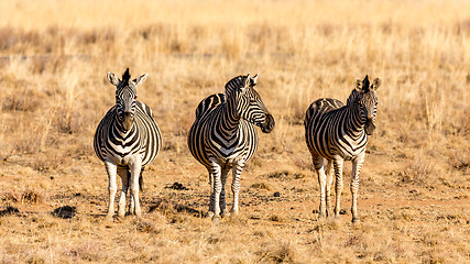 Image showing The three zebra musketeers