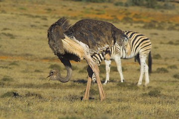 Image showing ostrich and zebra