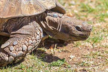 Image showing Sulcata Tortoise