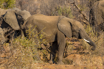 Image showing Elephants in the wild