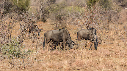 Image showing Blue Wildebeest 