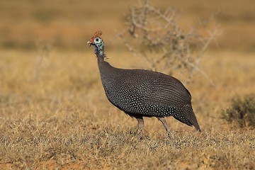 Image showing guineafowl