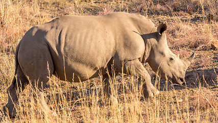 Image showing A rhino grazing