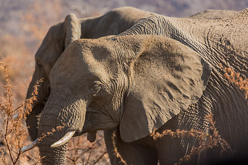 Image showing Elephants in the wild