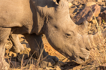 Image showing A rhino grazing