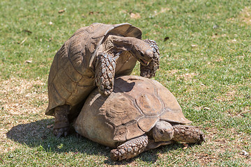 Image showing Sulcata Tortoise