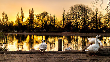 Image showing Ducks on zoo lake