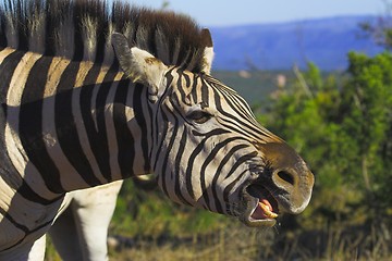 Image showing gummy zebra