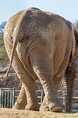 Image showing Twisting Elephant