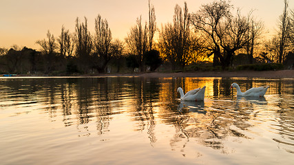 Image showing Ducks on zoo lake