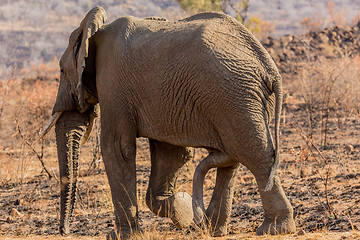 Image showing Six legged Mammal