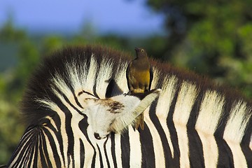 Image showing zebra passenger