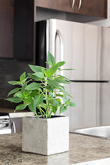 Image showing Green mint on kitchen countertop