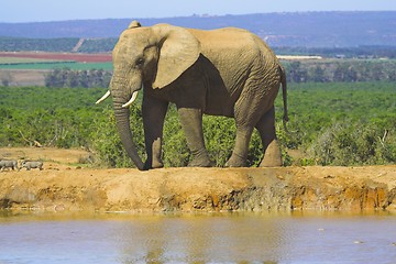 Image showing elephant at watering hole