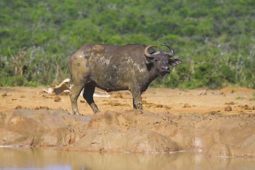 Image showing muddy bufallo