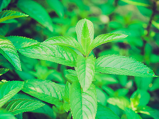 Image showing Retro look Peppermint