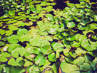 Image showing Retro look Water lily Nimphaea