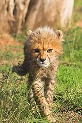 Image showing Cheetah Cub