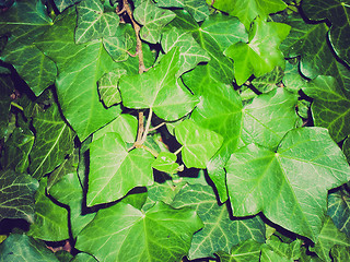 Image showing Retro look Ivy