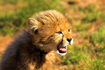 Image showing Cheetah Cub