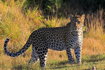 Image showing Leopard