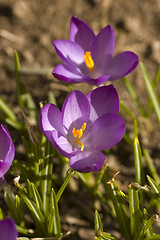 Image showing Spring Flowers