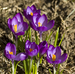 Image showing Spring Flowers