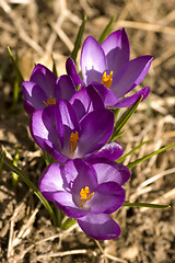 Image showing Spring Flowers