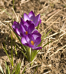 Image showing Spring Flowers