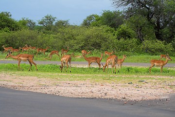 Image showing impala nursery