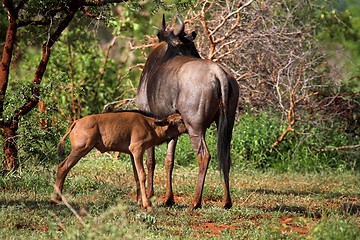 Image showing feeding calf