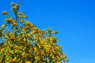 Image showing Ash berries 