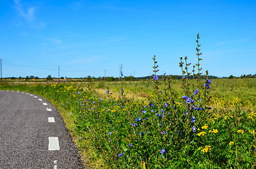 Image showing Road side flowers