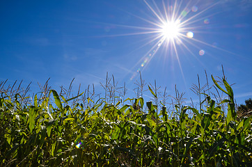 Image showing Sunlit corn field