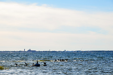 Image showing Cormorants at coast