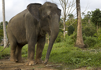 Image showing Elephant