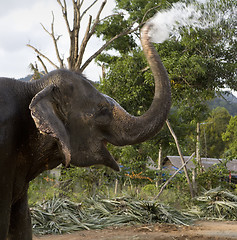 Image showing Elephant