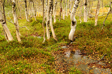 Image showing Autumn in the birch forest