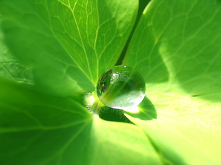 Image showing Rain drop on a green leaf