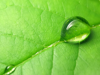 Image showing Rain drops on a green leaf