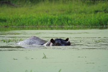 Image showing hippo swim