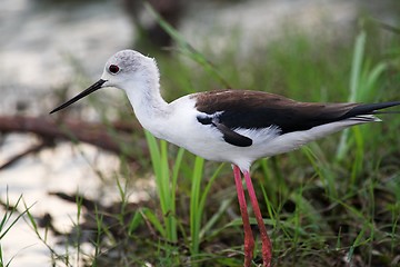 Image showing black winged stilt