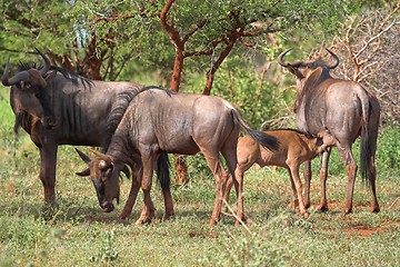 Image showing feeding wildebeest